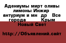 Адениумы,мирт,оливы,лимоны,Инжир, антуриум и мн .др - Все города  »    . Крым,Новый Свет